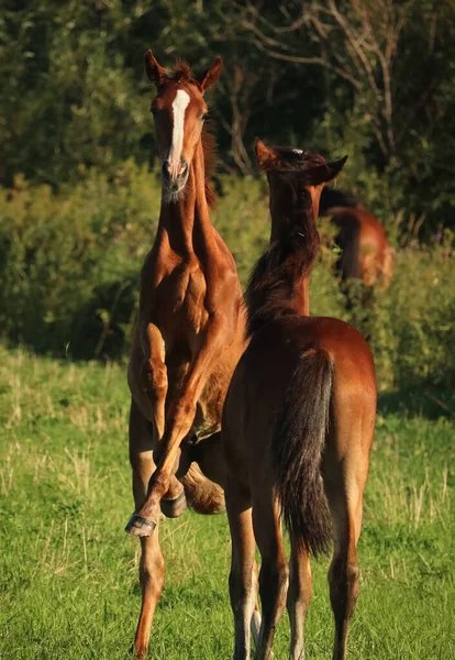 Hästar Orlov Travare Ryska Travare Tunga Hästar Med Föl Vattenängarna — Stockfoto