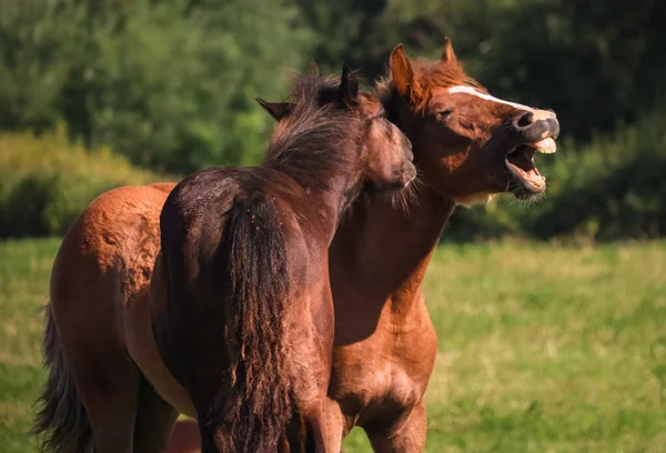 Cavalos Trotes Orlov Trotros Russos Cavalos Pesados Com Potros Nos — Fotografia de Stock