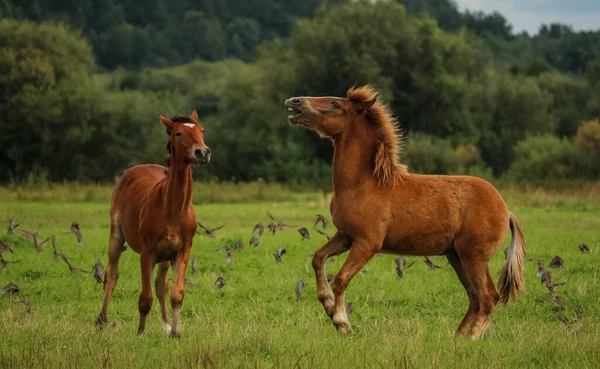 Atlar Orlov Paçaları Rus Paçaları Çayırlarında Tay Taşıyan Ağır Atlar — Stok fotoğraf
