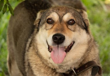 Yürüyüş umuduyla avcı köpeği.