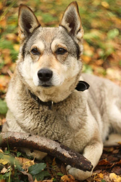 Sonbahar Ormanındaki Avcı Köpek — Stok fotoğraf