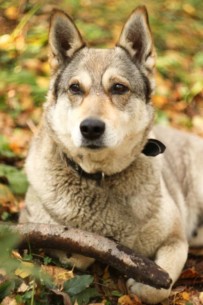 Jachthond Het Herfstbos — Stockfoto