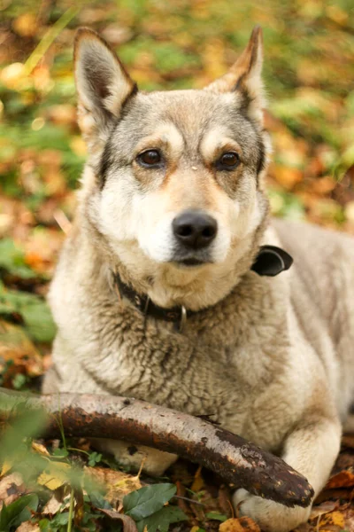 Cão Caçador Floresta Outono — Fotografia de Stock