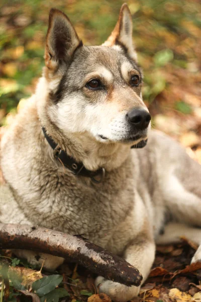 Lovecký Pes Podzimním Lese — Stock fotografie