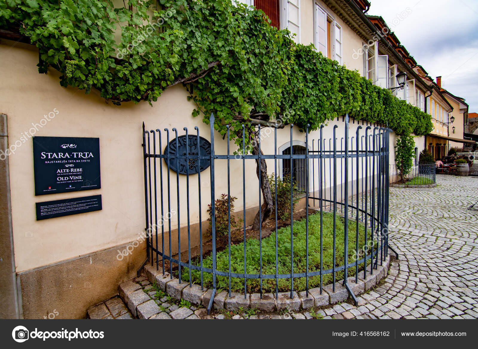 Перспективная Деталь Древнейшего Винного Дерева В Мире, Марибор.