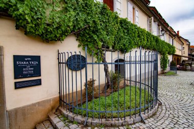 Dünyanın en eski şarap ağacının perspektif ayrıntıları, Maribor, Slovenya
