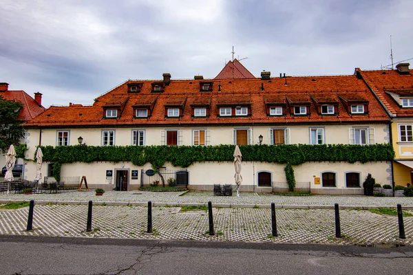 Dünyanın en eski şarap ağacı, Maribor, Slovenya