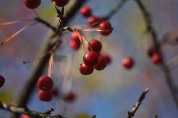 秋の明るい果実 — ストック写真