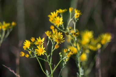 Çayırdaki sarı kır çiçekleri