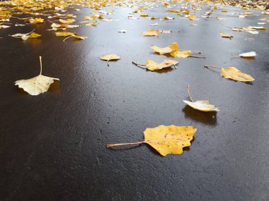 Sarı sonbahar yaprakları asfaltta