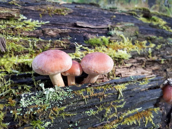 Small Mushrooms Lichen Log — Stock Photo, Image