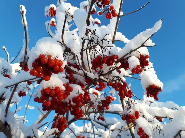 Красные Ягоды Снежных Ветвях — стоковое фото