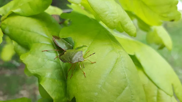 Couple Bugs Leaves — Stock Photo, Image