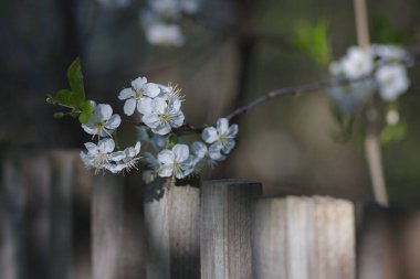 Şafakta açan kirazlar