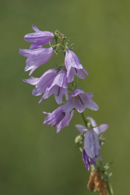 Çayırdaki çan çiçeği