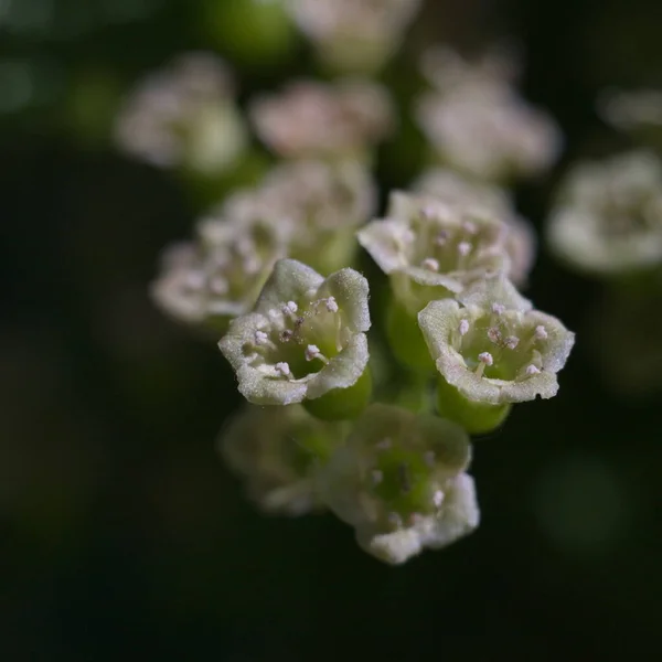 Ribes Fiore Primo Piano — Foto Stock