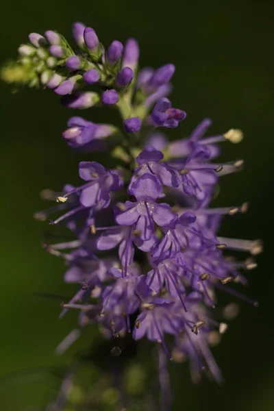 Primo Piano Piccolo Fiore Selvatico Viola — Foto Stock
