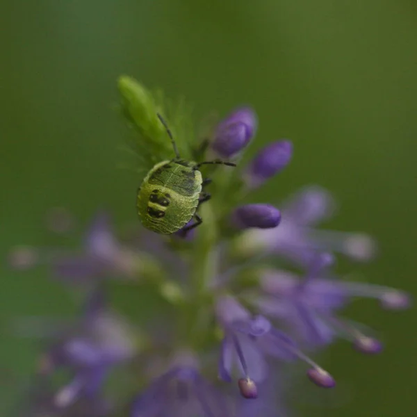 Beetles Sitting Blade Grass — Stock Photo, Image