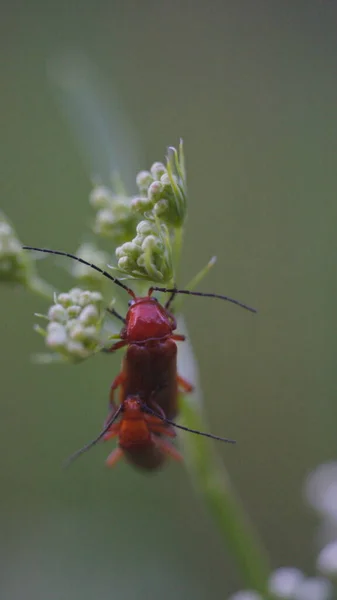 Coléoptères Assis Sur Brin Herbe — Photo