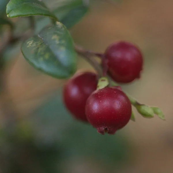 Lingonberry Jesiennym Lesie — Zdjęcie stockowe