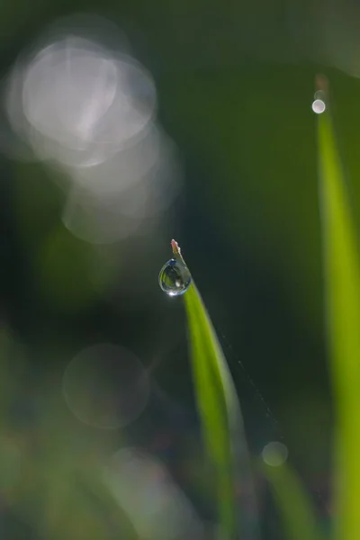 Dew Drops Tips Blades Early Morning — Stock Photo, Image