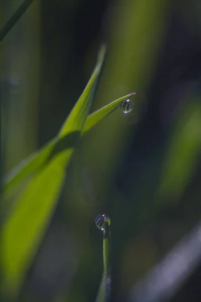 Dew Druppels Toppen Van Messen Vroeg Ochtend — Stockfoto