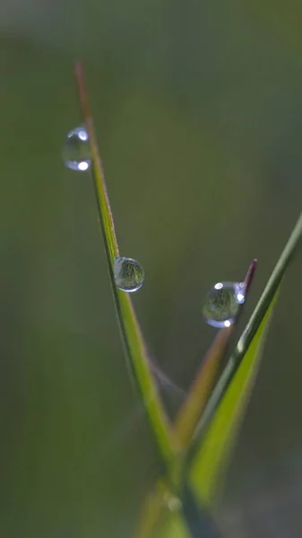 Daggdroppar Bladspetsarna Tidigt Morgonen — Stockfoto