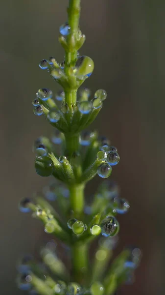 Drops Dew Small Horsetail — Stock Photo, Image
