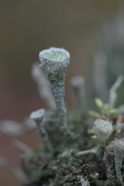 Cladonia Lichen — 스톡 사진