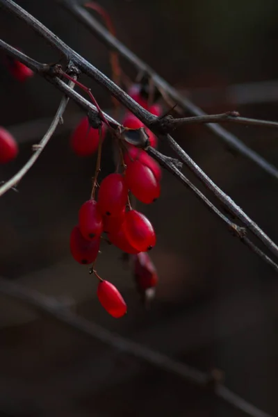 Autumn Berries Barberry Dark Background — Stock Photo, Image