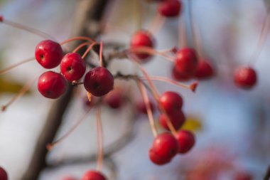 Güzel bir arka planda yabani elmalar