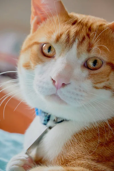 Hermoso Adorable Gato Jengibre Con Ojos Marrones Claros Mirando Cámara — Foto de Stock