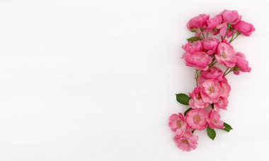 Pembe gül ve kopya alanı beyaz arka plan