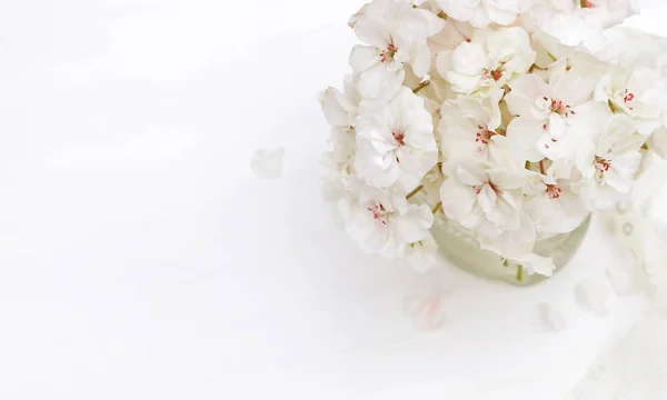 Stylizované Fotografie Pastelových Barvách Krásným Bílým Pelargónie Květiny — Stock fotografie