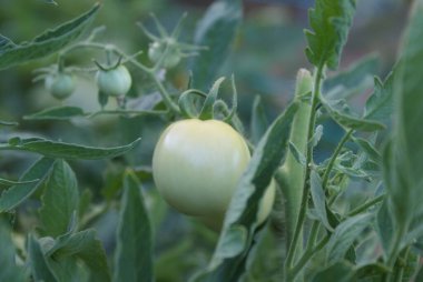 Bu yeşil domatesin yapraklarının arasından süzülüyor.