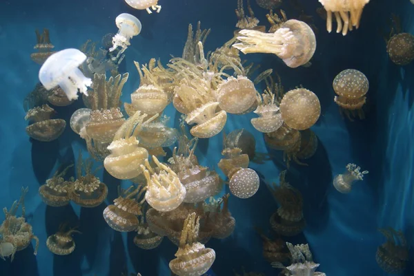 Group Jelly Fish — Stock Photo, Image