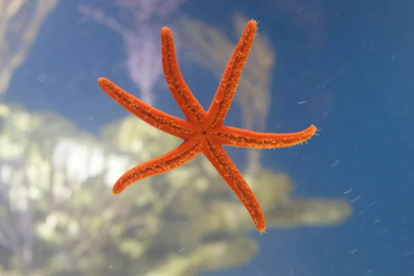 Orange six legged starfish