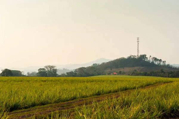 El Salvador 'daki tarlalar