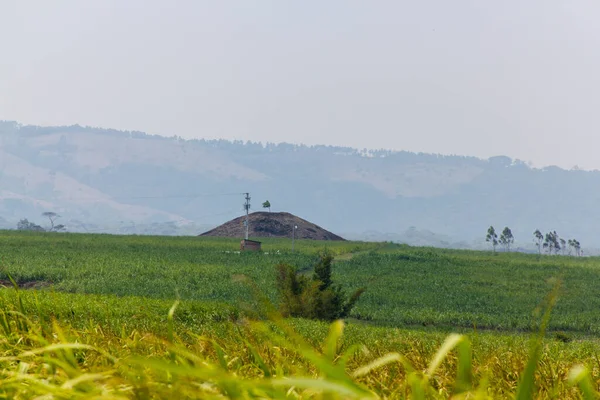El Salvador 'da şeker kamışı ekili tarlalar