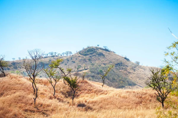 Erba Secca Sulle Colline Metapan Santa Ana Salvador — Foto Stock