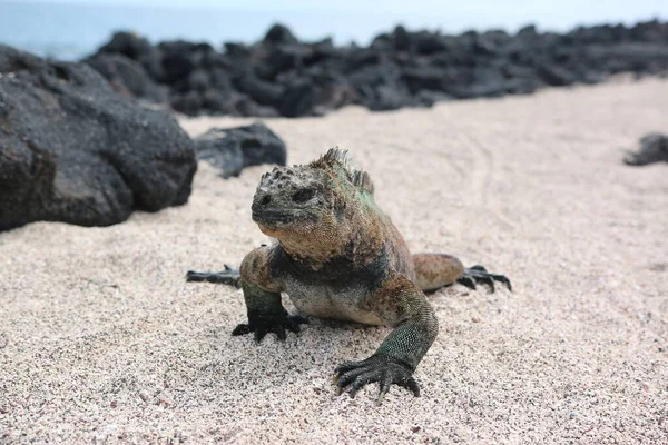 Galapagos Taki Vahşi Yaşam Guana — Stok fotoğraf