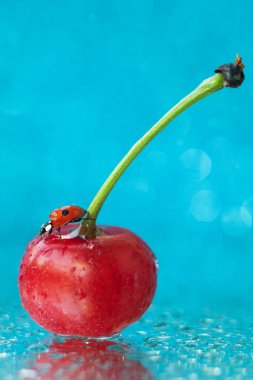 Kırmızı kiraz üzerinde sürünen uğur böceği