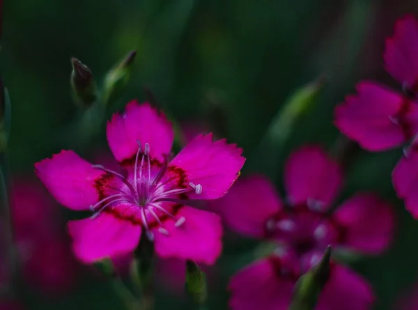 Hermosa Flor Sobre Fondo Verde — Foto de Stock