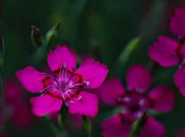 绿色背景上的美丽花朵 — 图库照片