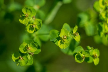 Güneşin altındaki çayır yeşili çiçekler. Yüksek kalite fotoğraf