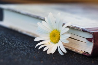 Masada bir kitapla papatya çayı var. Yüksek kalite fotoğraf
