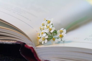 Beyaz çiçekler kitap ayracı gibi kitabın üzerinde yatıyor. Yüksek kalite fotoğraf