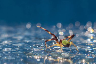 Mavi arkaplanda yağmur damlaları ve bokeh olan bir örümcek. Yüksek kalite fotoğraf