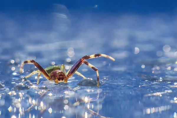 Araña Sobre Fondo Azul Con Gotas Lluvia Bokeh Foto Alta —  Fotos de Stock