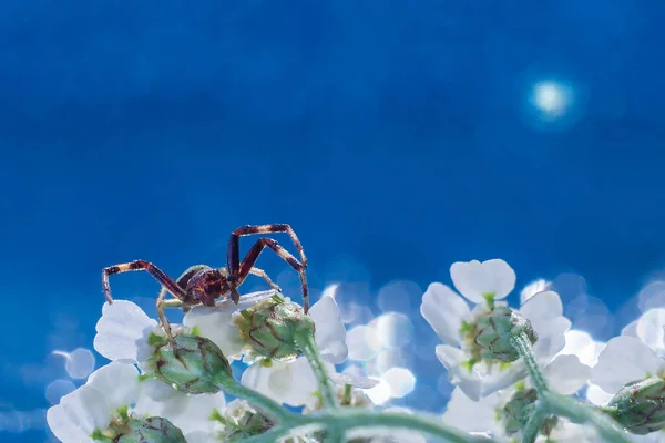 Una Araña Sienta Sobre Flores Blancas Sobre Fondo Azul Con —  Fotos de Stock